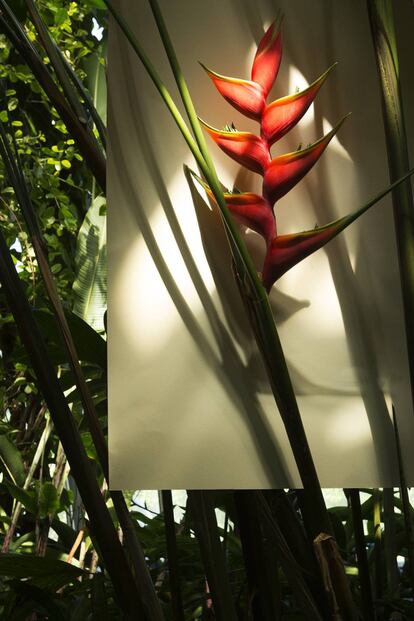 &#039;Heliconia stricta&#039;