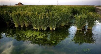 Una zona de arrozales en Villafranco de Guadalquivir, en Sevilla.