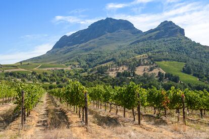 Un viñedo en la ciudad de Stellenbosch.