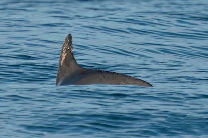 Una vaquita marina nada en el Golfo de California, en México, el 20 de mayo de 2023.