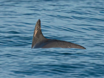 Una vaquita marina nada en el Golfo de California, en México, el 20 de mayo de 2023.