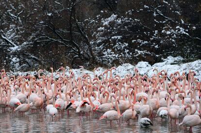 Flamencos en la orilla del lago del parque ornitológico de Pont de Gau, en la Camarga, Francia.