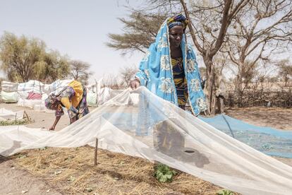 “Ellas eligen lo que quieren sembrar y nosotros les asesoramos sobre cómo se planta, cómo utilizar las herramientas o cómo mezclar la materia orgánica para utilizarla como abono natural”, explica Seydou Fall, técnico de la Agencia Nacional de Consejo Agrícola y Rural de Senegal, que explica que una de las complicaciones mayores para cultivar en el terreno es el calor y el viento que recorre la zona. “Para evitar que se pierda la producción ponemos mosquiteras”, ejemplifica Fall, que detalla que toda la labor del huerto, regado con el agua de las cisternas, se desarrolla temprano por la mañana o por la tarde, cuando las temperaturas son más bajas. En la imagen, mujeres trabajan el huerto de Ndiama Peulh.