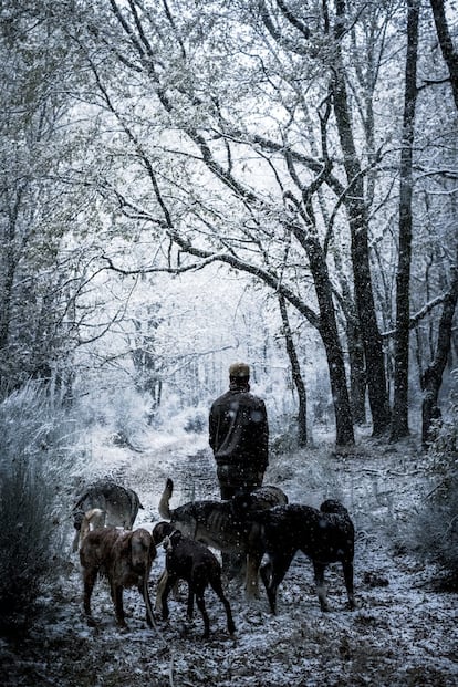 El ganadero Fernando Rodríguez Tábara con sus perros en un bosque cercano a su pueblo, Cerdillo de Sanabria, en las montañas del noroeste de la provincia de Zamora.