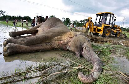 Una excavadora mueve el cadáver de un elefante, que según funcionarios forestales se electrocutó en un campo de arroz, para su entierro en la aldea de Harmati, en Assam (India), el 2 de mayo de 2019.