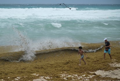 Turistas caminan entre algas de sargazo en las playas de Cancún, Quintana Roo, este 4 de junio.