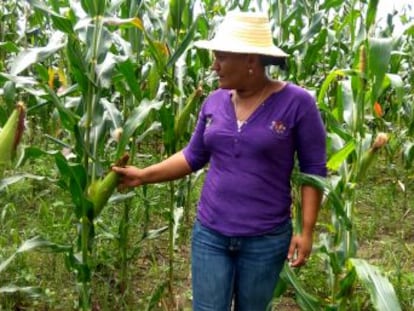 En Honduras, uno de los países más golpeados por el cambio climático, la resiliencia tiene rostro de mujer campesina