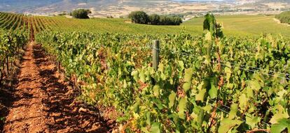 Vista de las Bodegas de Chivite