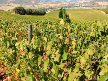 Vista de las Bodegas de Chivite