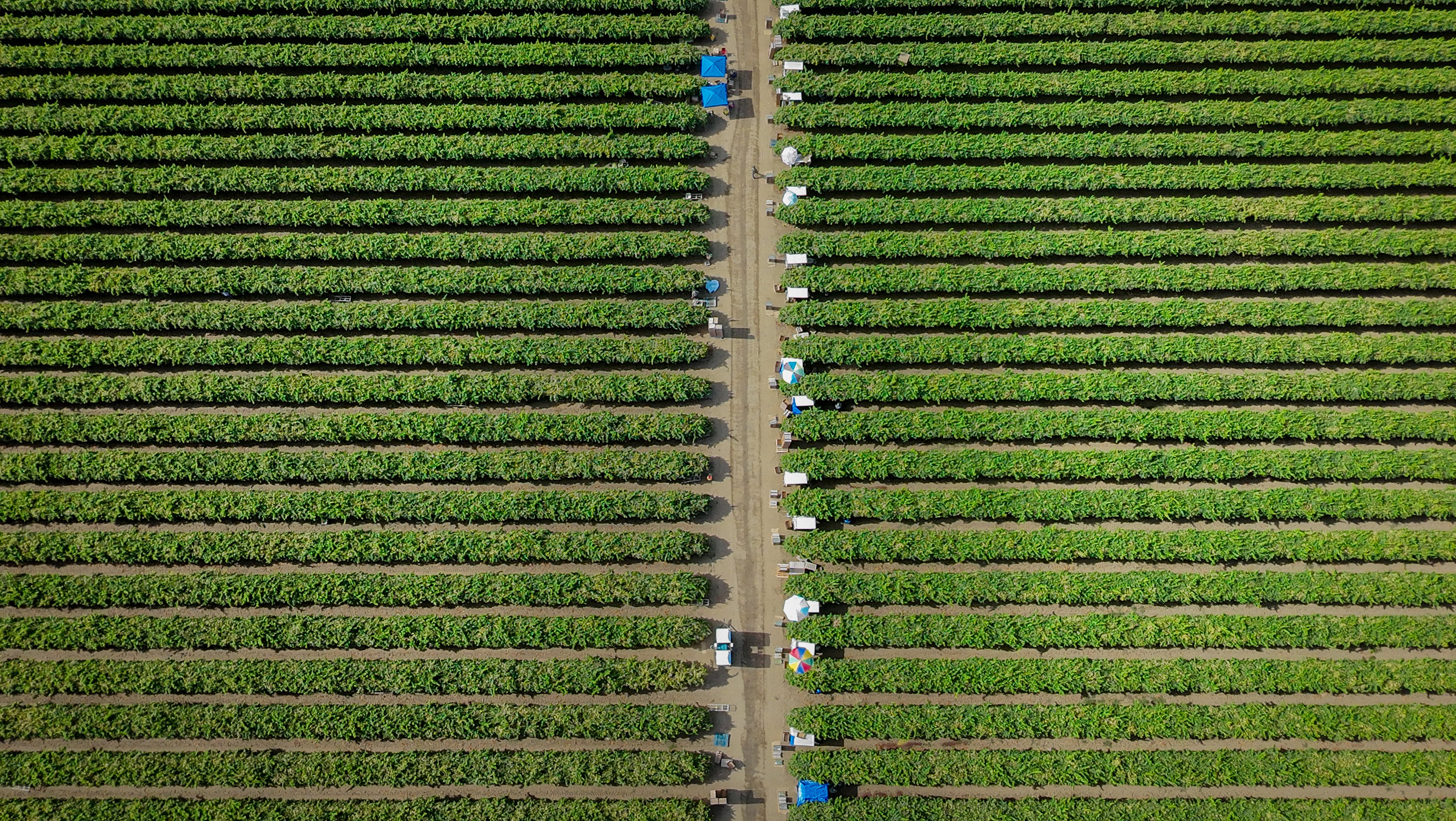 Un campo agrícola en California.