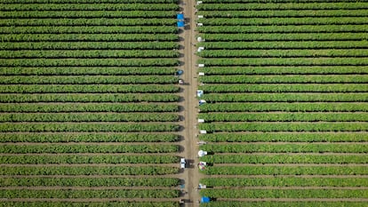 Un campo agrícola en California.