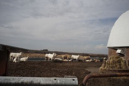 Postville se encuentra en en nordeste de Iowa, pulmón rural de Estados Unidos