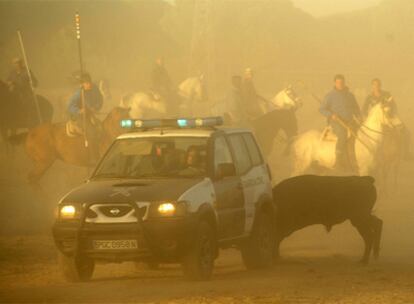 El toro de Tordesillas, perseguido por los lanceros a caballo, se refugia detrás de un coche de la Guardia Civil.