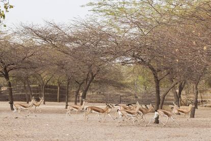 Gacelas en la Reserva de Guembeul, en la región de Saint Louis (Senegal).