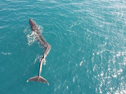 La ballena avistada el pasado fin de semana cerca de la costa de Cullera.