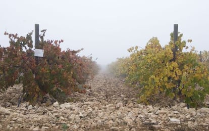 Viñedos entre la bruma en la finca El Espinal, de Bodegas Castaño, en Yecla (Murcia).