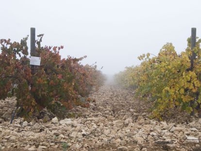 Viñedos entre la bruma en la finca El Espinal, de Bodegas Castaño, en Yecla (Murcia).