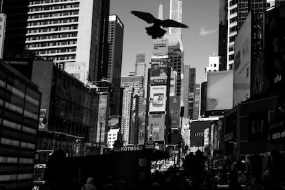 Una paloma vuela sobre la mítica zona de Times Square. Nueva York, una zona tradicionalmente demócrata, albergó el gran mitin de Donald Trump, donde el comediante Tony Hinchcliffe describió a Puerto Rico como “una isla flotante de basura en el océano”, lo que generó fuertes críticas contra del candidato republicano. 