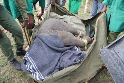 La ONG David Sheldrick Wildlife Trust (DSWT) decidió acudir al rescate de Roi porque la apresurada huida de la manada era una sentencia de muerte para la cría sin acceso a la leche materna. Los empleados de la organización volaron hasta Masai Mara para, con la ayuda de los guardas del Gobierno de Kenia, preparar una delicada operación para rescatar a la cría.

La pequeña Roi fue sedada, y envuelta con cuidado tras conseguir separarla del grupo, para montarla en un avión rumbo a un orfanato especial que DSWT tiene en Nairobi. Las autoridades retiraron los colmillos de la madre de Roi para que nadie pudiera sacar provecho de la tragedia. En esta dirección puedes ver un vídeo del rescate: http://youtu.be/amUWVJC1vl4