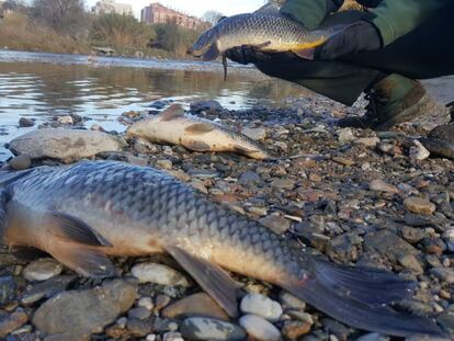 Peixos morts aquest dijous al Besòs.