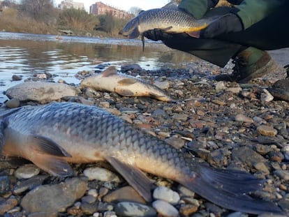 Peixos morts aquest dijous al Besòs.