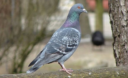 'Columba livia', en un parque.