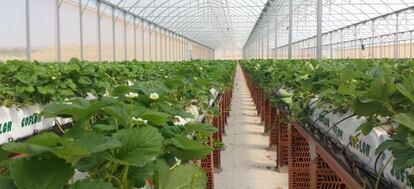 Cultivo de fresas en bandejas en un invernadero en la campi&ntilde;a norte de Ja&eacute;n. 