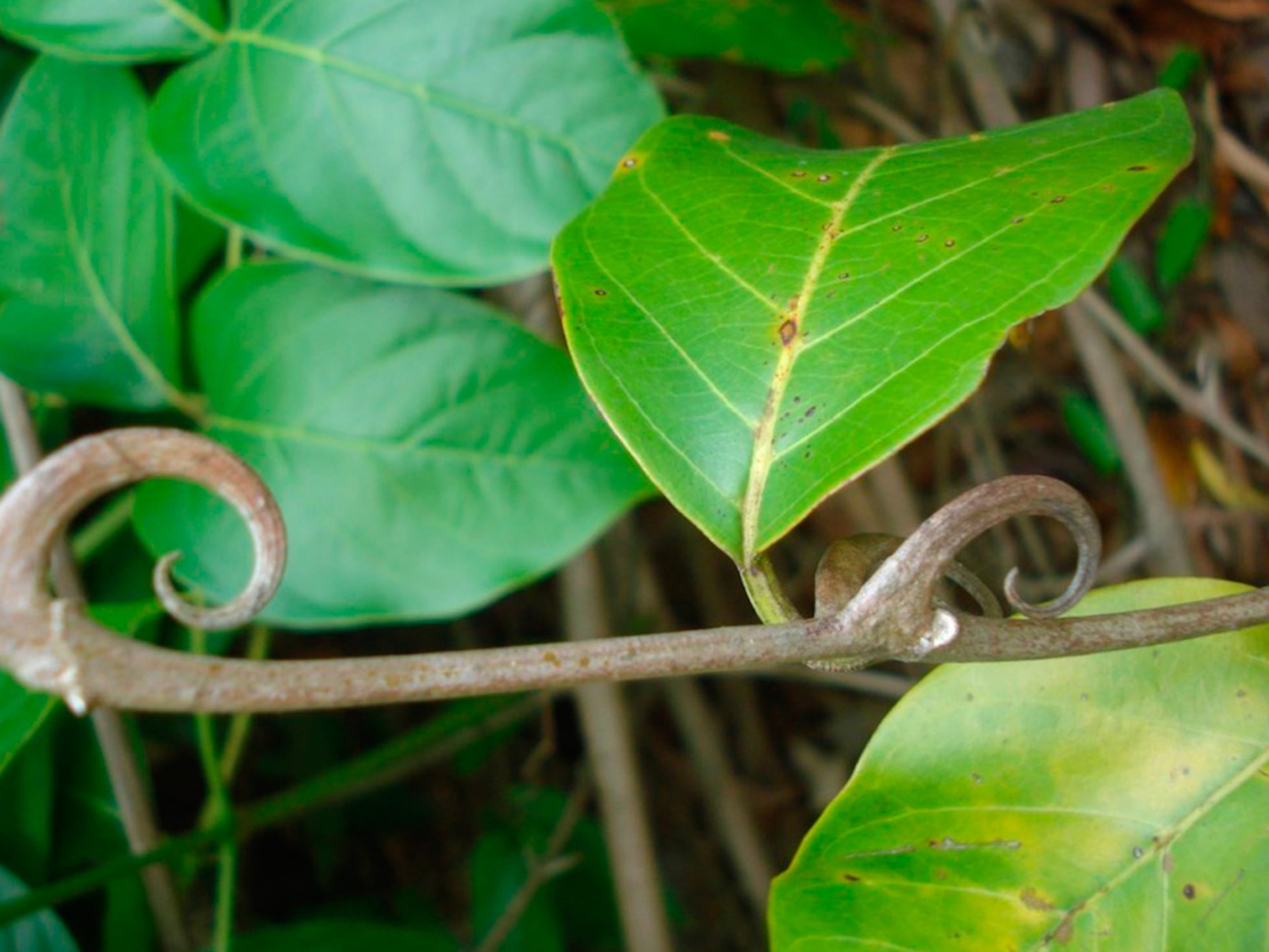 La uña de gato: el ingrediente eco que obsesiona a la ciencia | Belleza | S Moda | EL PAÍS