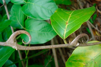 Las espinas de esta planta parecen unas garras felinas.