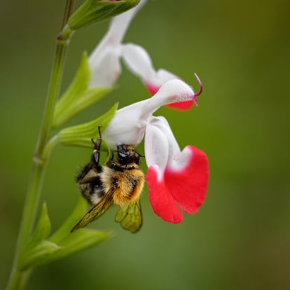 Un abejorro 'roba' el néctar de una salvia sin impregnarse con el polen de sus estambres.