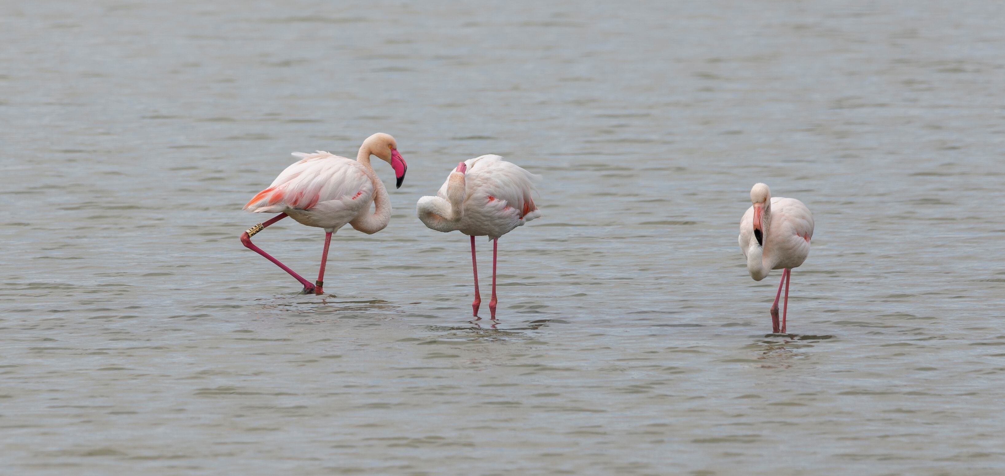 Tres flamencos rosas (’Phoenicopterus roseus’), en el parque natural de las Salinas de Santa Pola. 