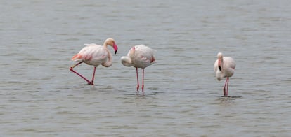 Tres flamencos rosas (’Phoenicopterus roseus’), en el parque natural de las Salinas de Santa Pola.