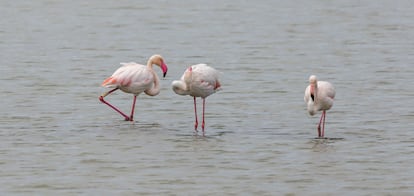 Tres flamencos rosas (’Phoenicopterus roseus’), en el parque natural de las Salinas de Santa Pola. 