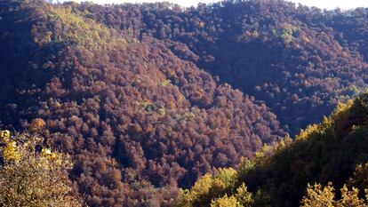 Masas forestales de Ripoll, comarca del Ripollès (Girona), el pasado noviembre.