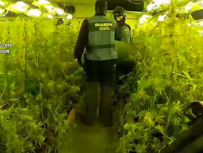 Los agentes de la Guardia Civil descubre en Alicante unas plantaciones de marihuana situadas en los sótanos de unas viviendas de lujo.