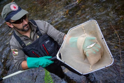 Un operario muestra un ejemplar de salmón en el río Bidasoa, a su paso por Navarra. 