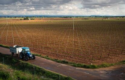 Las grandes extensiones de viñedo (abajo) contrastan con los minifundios. Las diferencias del sector revierten en la calidad de la producción vinícola.