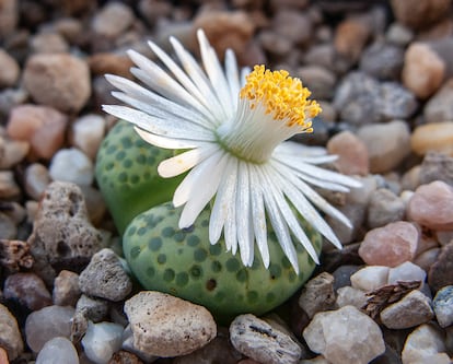 Un "Lithops fulviceps" en plena floración.