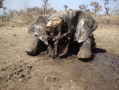 Elefante abatido en el parque nacional de Bouba N'djida, Camerún.