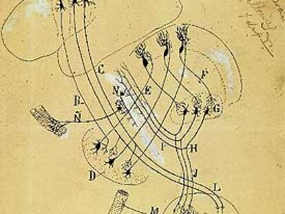 Esquema de las vías motrices superiores e inferiores del cerebelo (h. 1904), de Cajal.