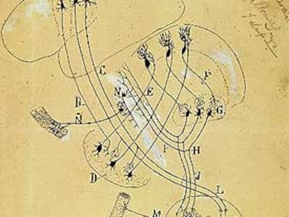 Esquema de las vías motrices superiores e inferiores del cerebelo (h. 1904), de Cajal.