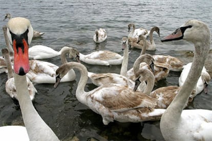 Cisnes salvajes nadan en la ciudad de Stavros, en el norte de Grecia.