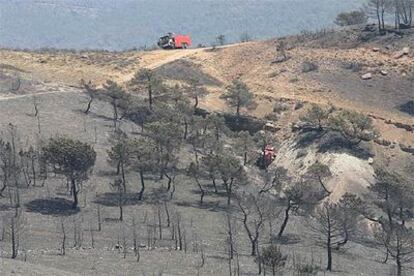 Zona devastada por el incendio forestal en Guadalajara en el que murieron 11 bomberos en 2005.