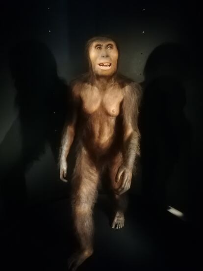 Reconstrucción de la australopiteca 'Lucy', a partir de fósiles de 3,2 millones de años, en el Museo de la Evolución Humana, en Burgos.