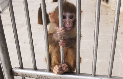 Una cría de macaco Rhesus se aferra a los barrotes esperando recibir algún alimento de los visitantes.