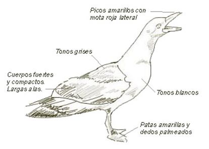 Nombre común: Gaviota patiamarilla
Nombre científico: Larus cachinnans (Pallas)
Orden: Caradriformes
Familia: Laridae