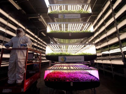 Un trabajador de AeroFarms, una empresa de granjas verticales en espacios cerrados.