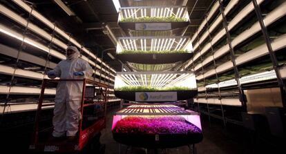 Un trabajador de AeroFarms, una empresa de granjas verticales en espacios cerrados.