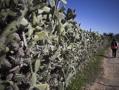 Un muro formado por chumberas en una finca de la localidad sevillana de Bollullos de la Mitaci&oacute;n.