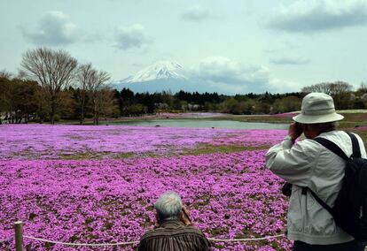 Festival Shibazakura. Espectáculo florar en el que un manto rosa cubre los campos a los pies del Monte Fuji, se puede ver una vez al año con el final de la primavera, en Hakone, Japón. 1 de junio de 2014.